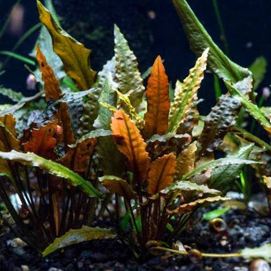 Cryptocoryne wendtii Brown
